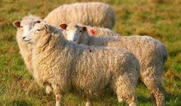 羊了个羊娱乐吃瓜爆料,揭秘娱乐圈最新爆料背后的真相